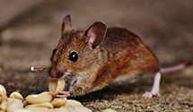 24 Hour & Emergency Exterminators in Brunswick, NC
